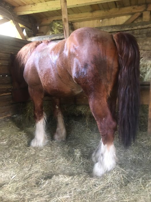 Vand cal  ardenez 2,5 ani