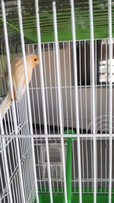 Канарейки перепелки шеглы соловьи