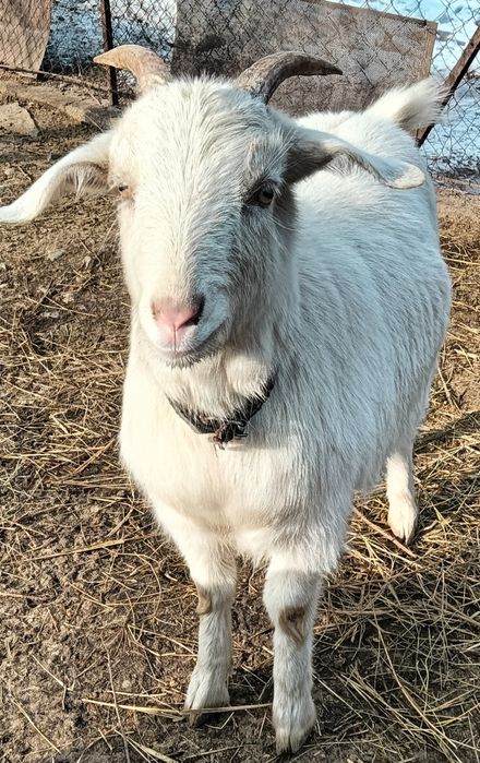 Продам козу козел в подарок.