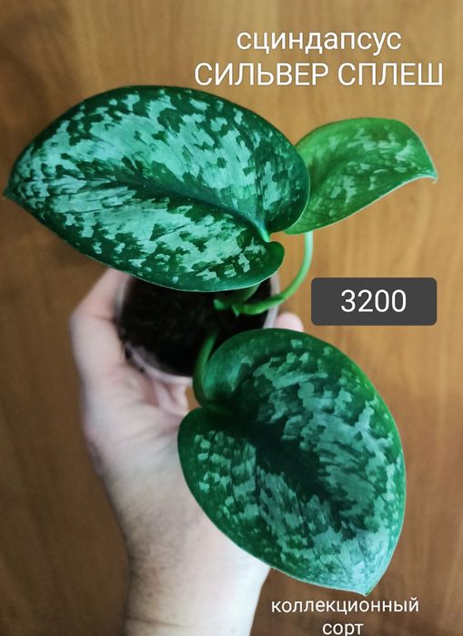 Цветок 2000тенге