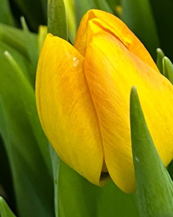 Тюльпаны опт В НАЛИЧИИ 430 ТГ.