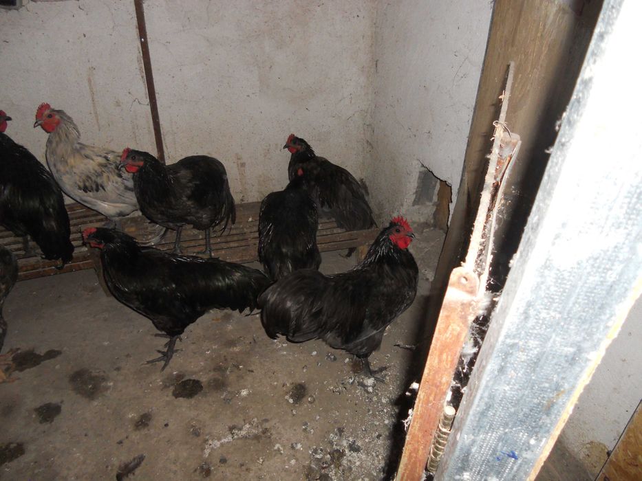 cocosi  australorp