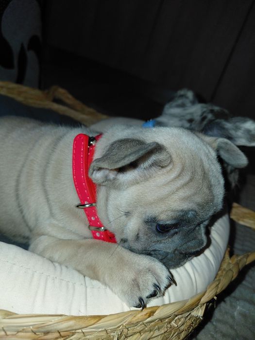 Френски булдог-булдочета