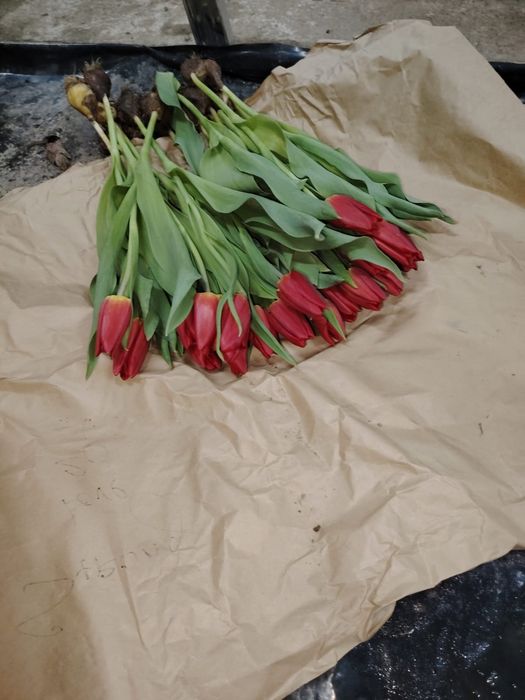 Тюльпаный по оптоврй цене