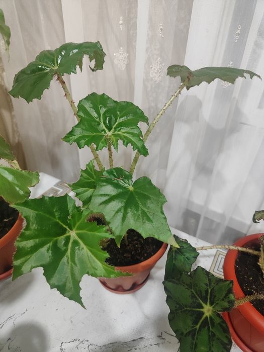 Домашние Комнатные цветы