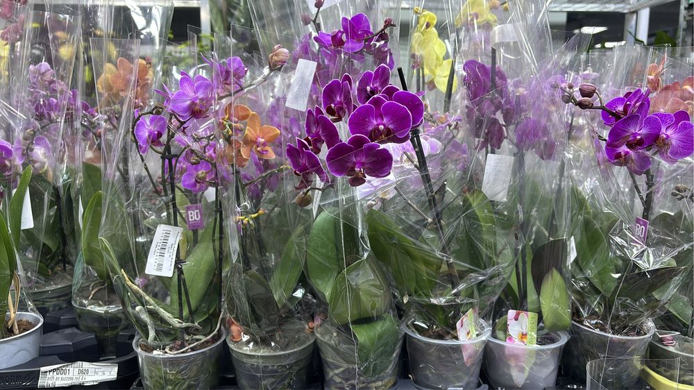 Орхидеи, орхидея, на подарок!