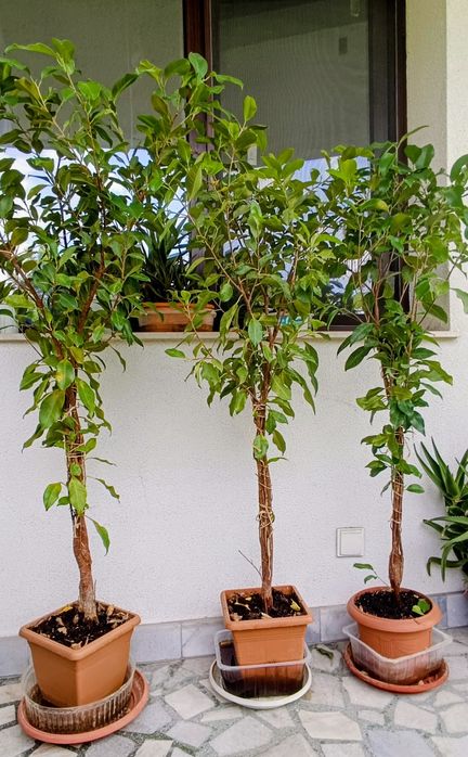 Фикус Бенджамин Microcarpa 145-135см.