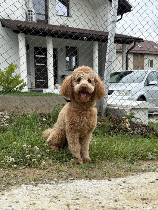 Pudel pitic cu pedigree