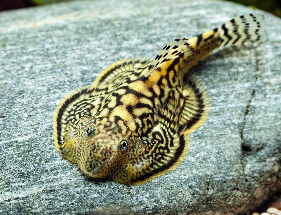 Аквариумная рыбка "Севелия"