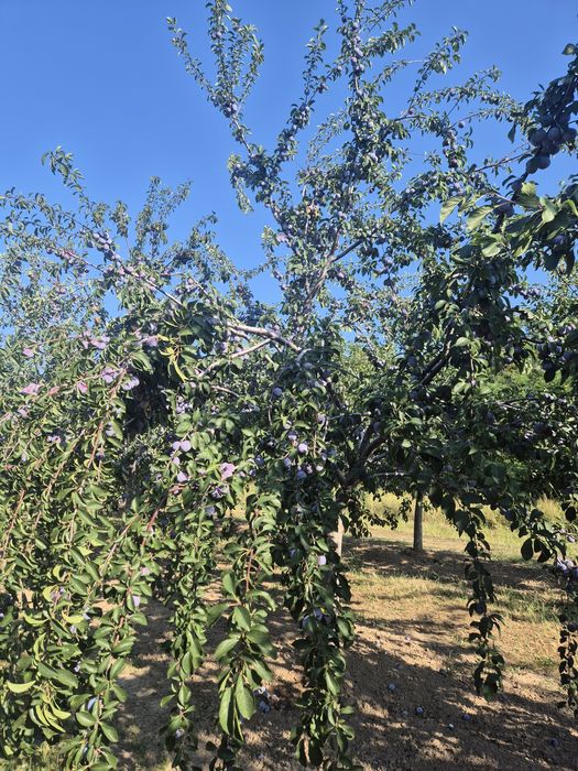 Prune de vanzare