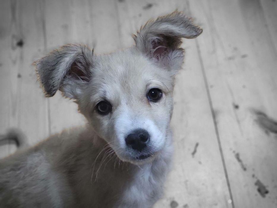 Отдам в хорошие руки