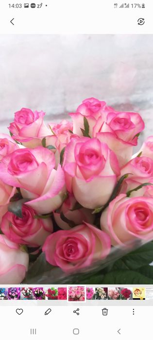 Гүлдер,тюльпаны розы хризантемы лилии герберы гипсофила орхидея