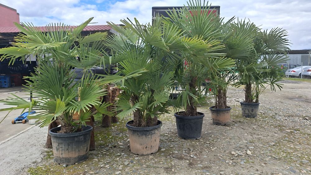 Палми Трахикарпус