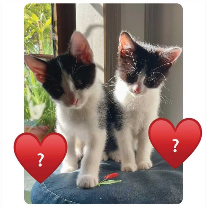 Ultimii 2 pisicei pentru adopție !