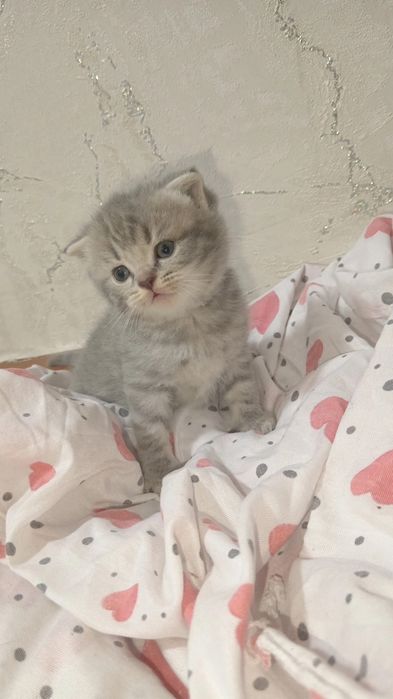 Котятя скоттиш фолд и скоттиш страйт