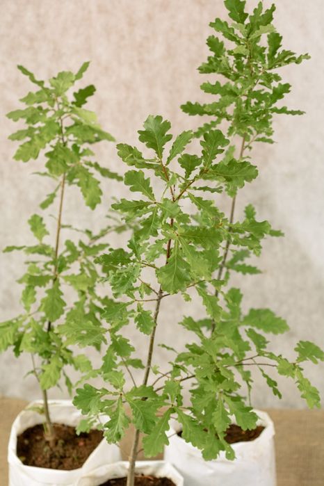 Продаётся Саженцы Дубов