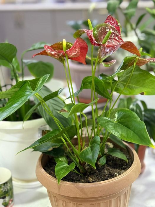 Продаётся Цветы комнатные