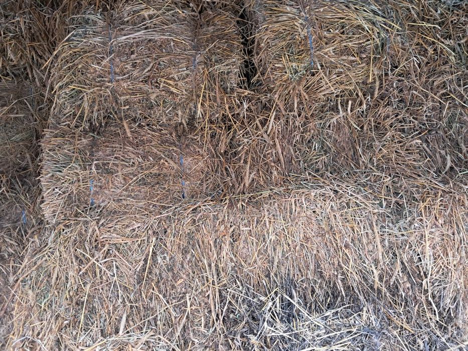 Am spre vânzare 240 baloti lucernă