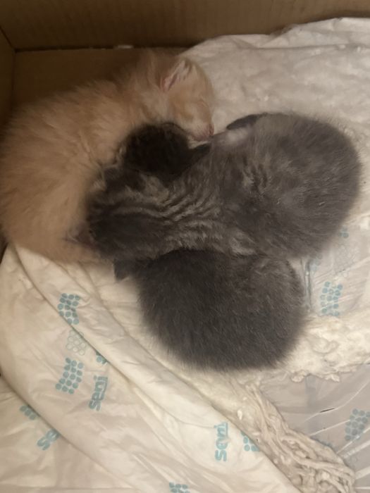 Кошка продаётся пародистая.