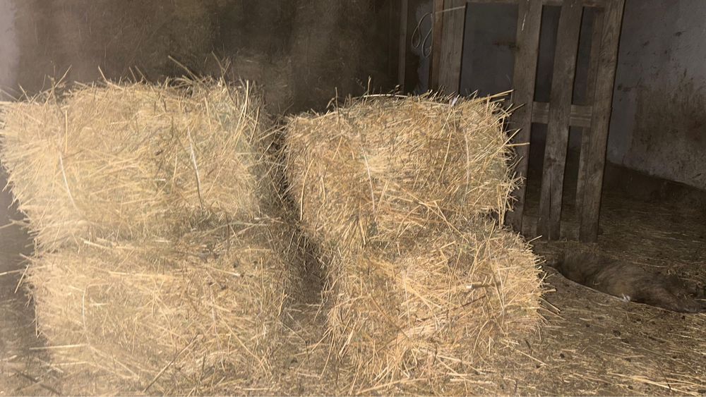 Клевер 65 тюков