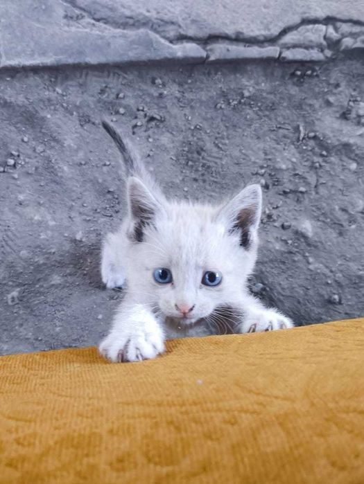 Котенок ищет семью, мальчик