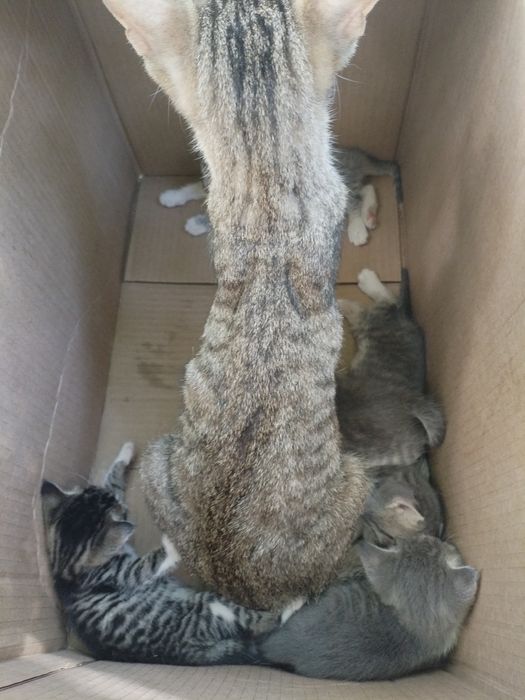 Пятеро котят, бесплатно