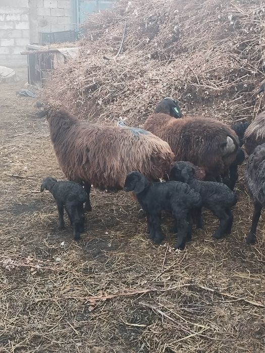 Казоки йош она бола куйлар сотилади