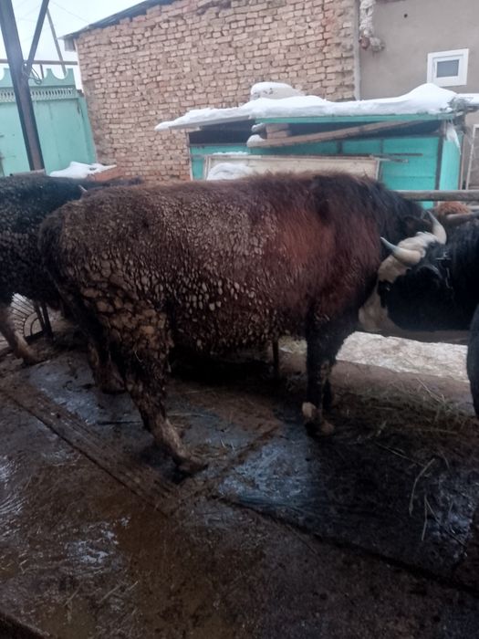 2-х годовалые быки