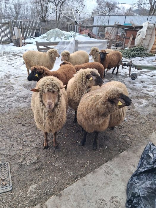 Vând oi fătătoare