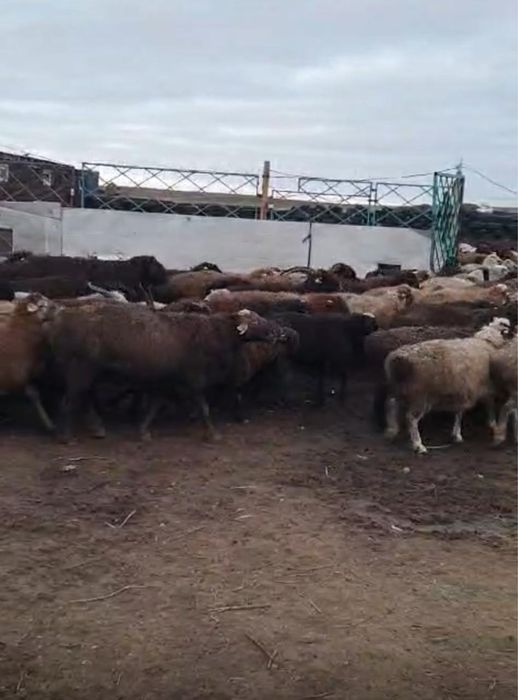 Крестьянское хозяйство