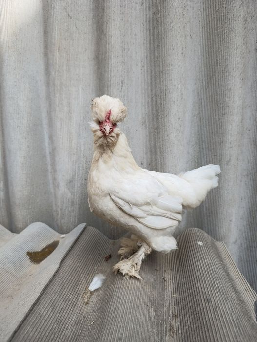 Японский Бетнамка