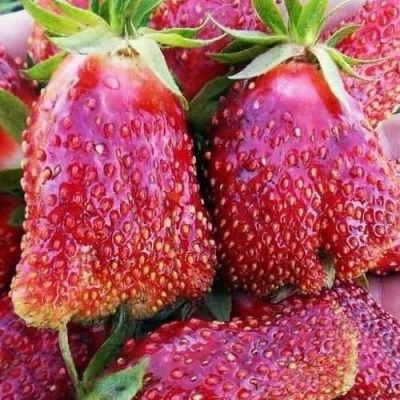 Продам рассаду клубники (ЗКС)