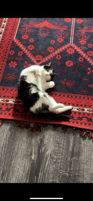 Отдам кота в добрые руки