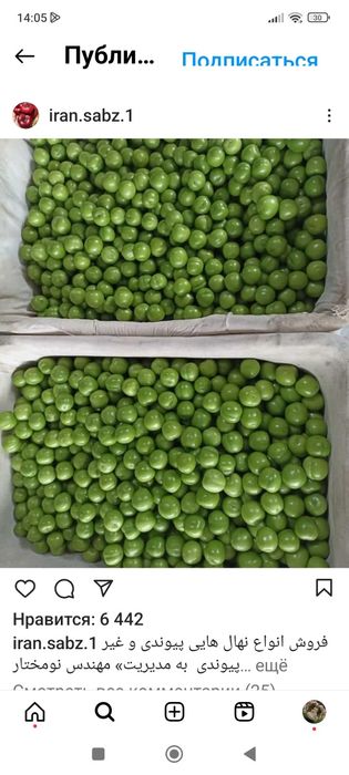 Куксултон равоч довча