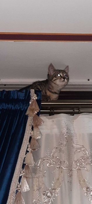 Отдаю бесплатно 4 месячный котик