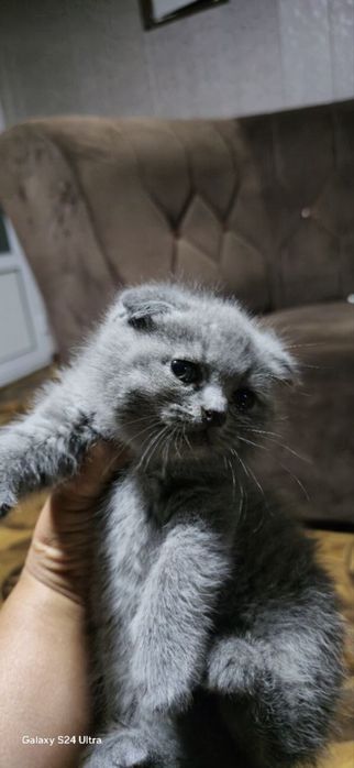 кот и котёнок мать и дитя