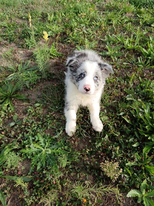 Fetiță Border Collie din parinti cu pedigree