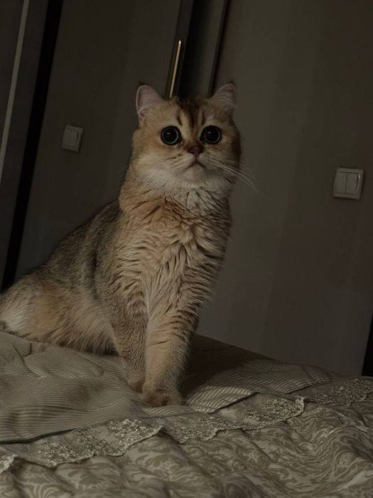 Кошка породы Scottish Straight золотого окраса(Стерилизована)