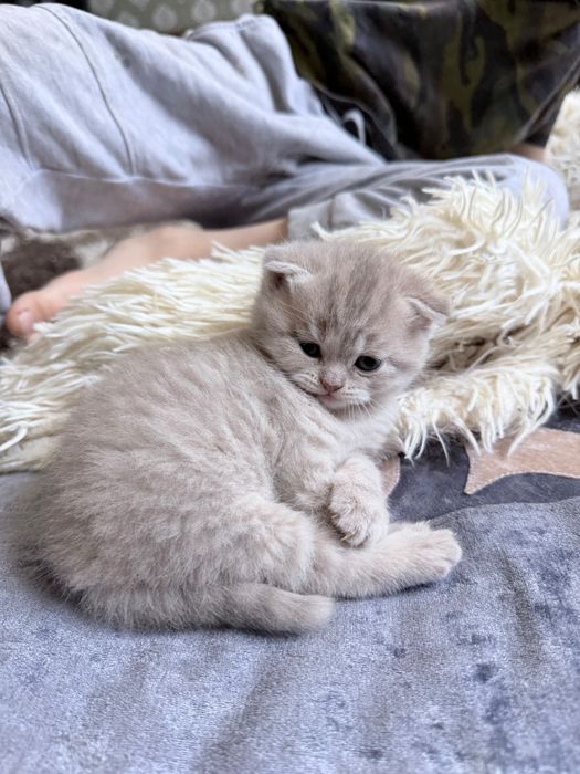 Продам породистых котят