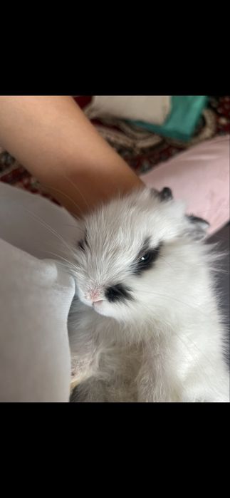 Декоративный кролик