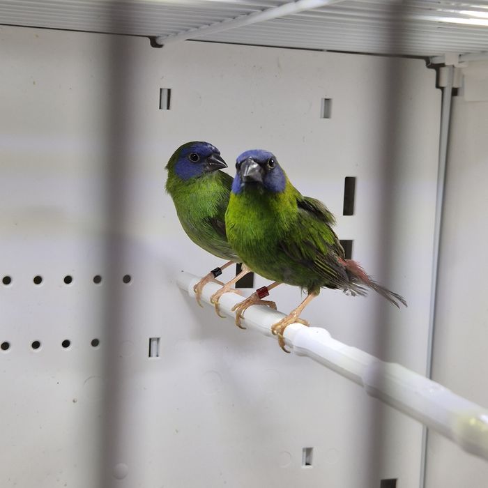 Pasari exotice fasciata masculi