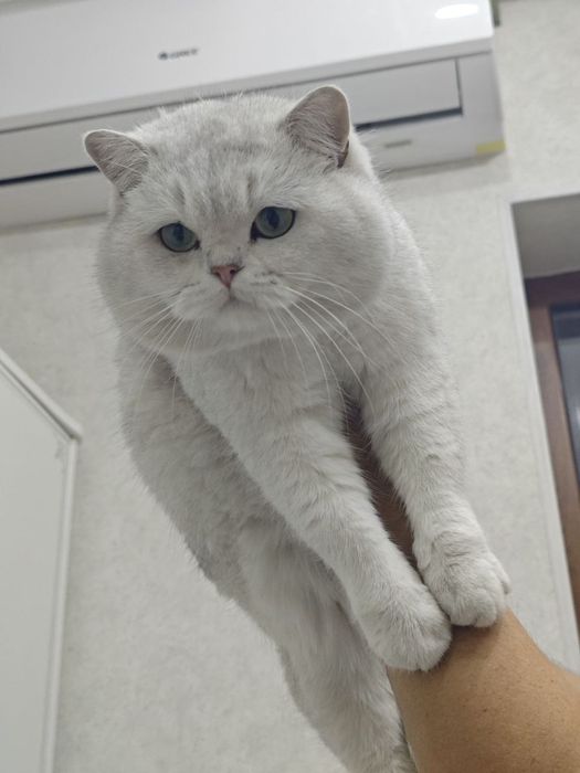 Premium class молодой Британский кот приглашает