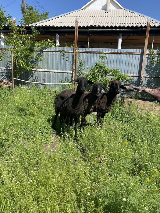 Семіз тұсақ қойлар