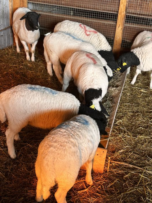 Овцы Дорпер. Бараны Дорпер ягнята