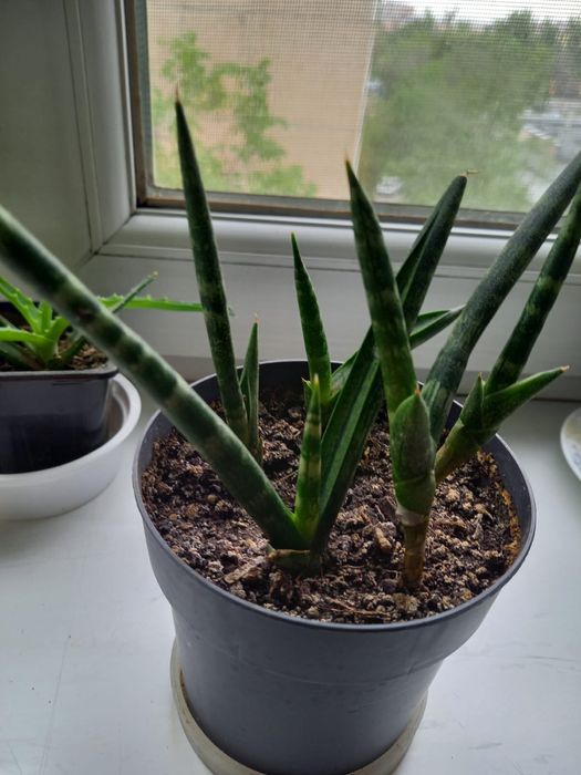 Сансивиерия Алматы