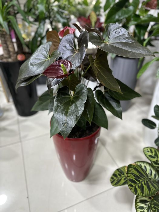 Комнатные растения