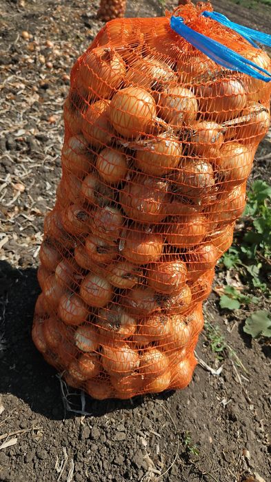 Vând Pătrunjel morcov păstârnac ceapa