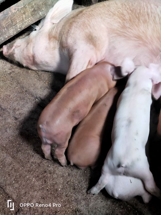 Продам супер поросят