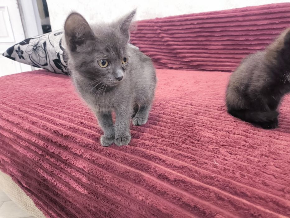 Дарю котят крысоловы