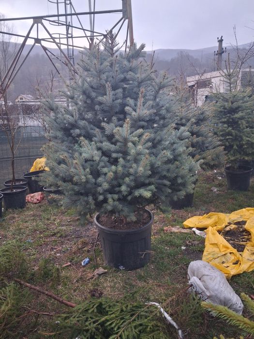 Brad argitiu verde potinia